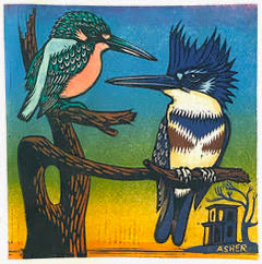 Common and Belted Kingfishers