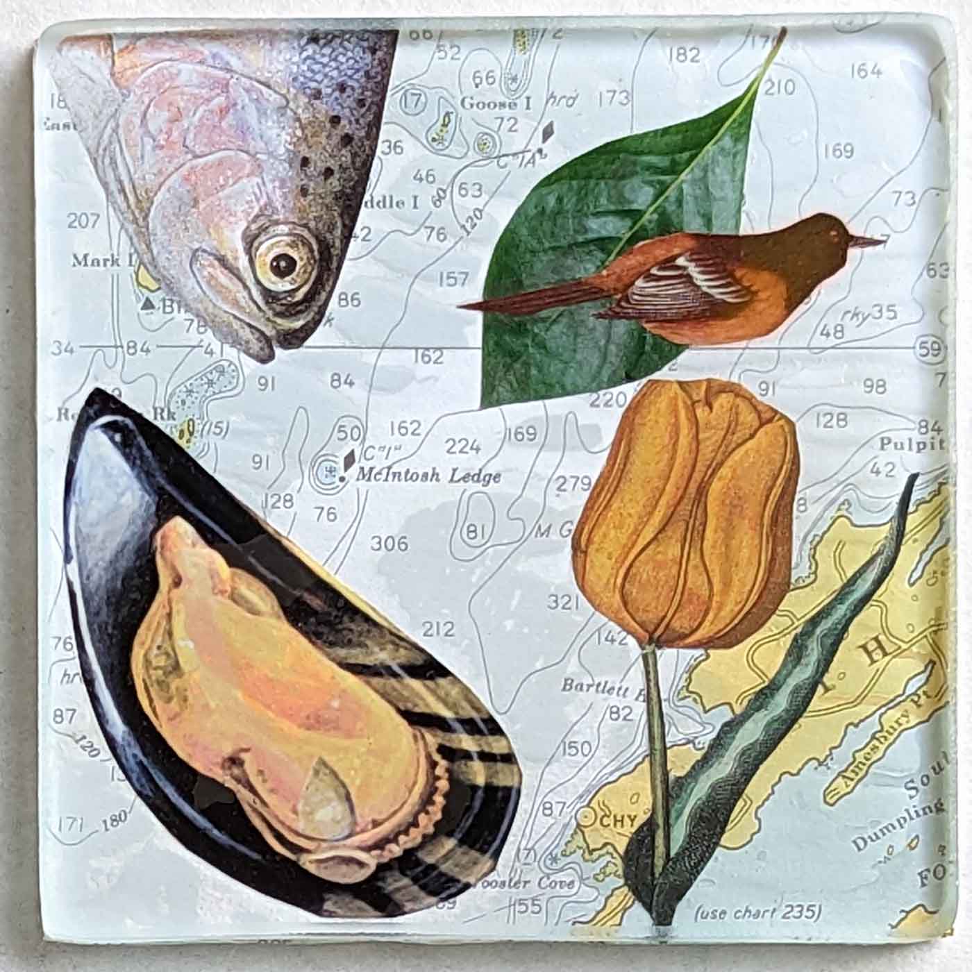 Maine Shoreline Coasters