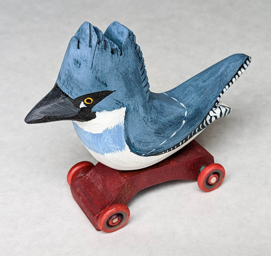 Belted Kingfisher
