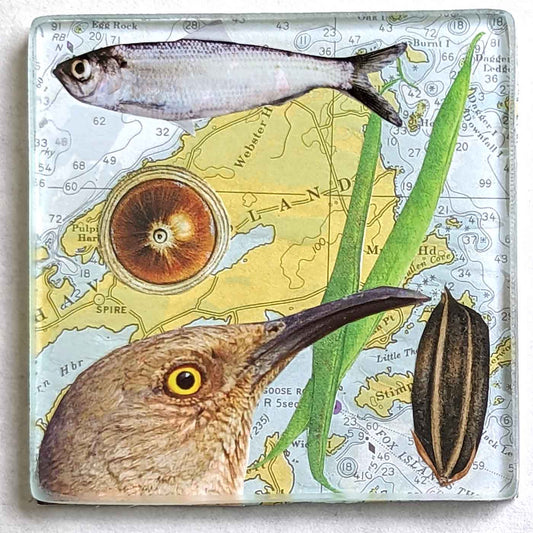 Maine Shoreline Coasters